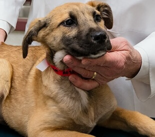 Pet Illness in Cary