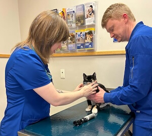 Pet Preventative Care in Cary