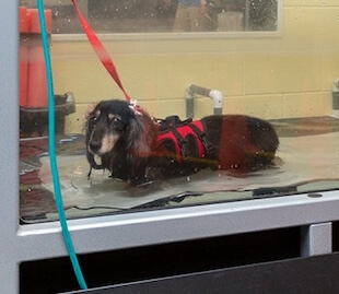 Pet Rehab in Cary
