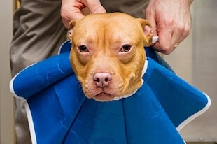 Urgent Pet Care in Cary