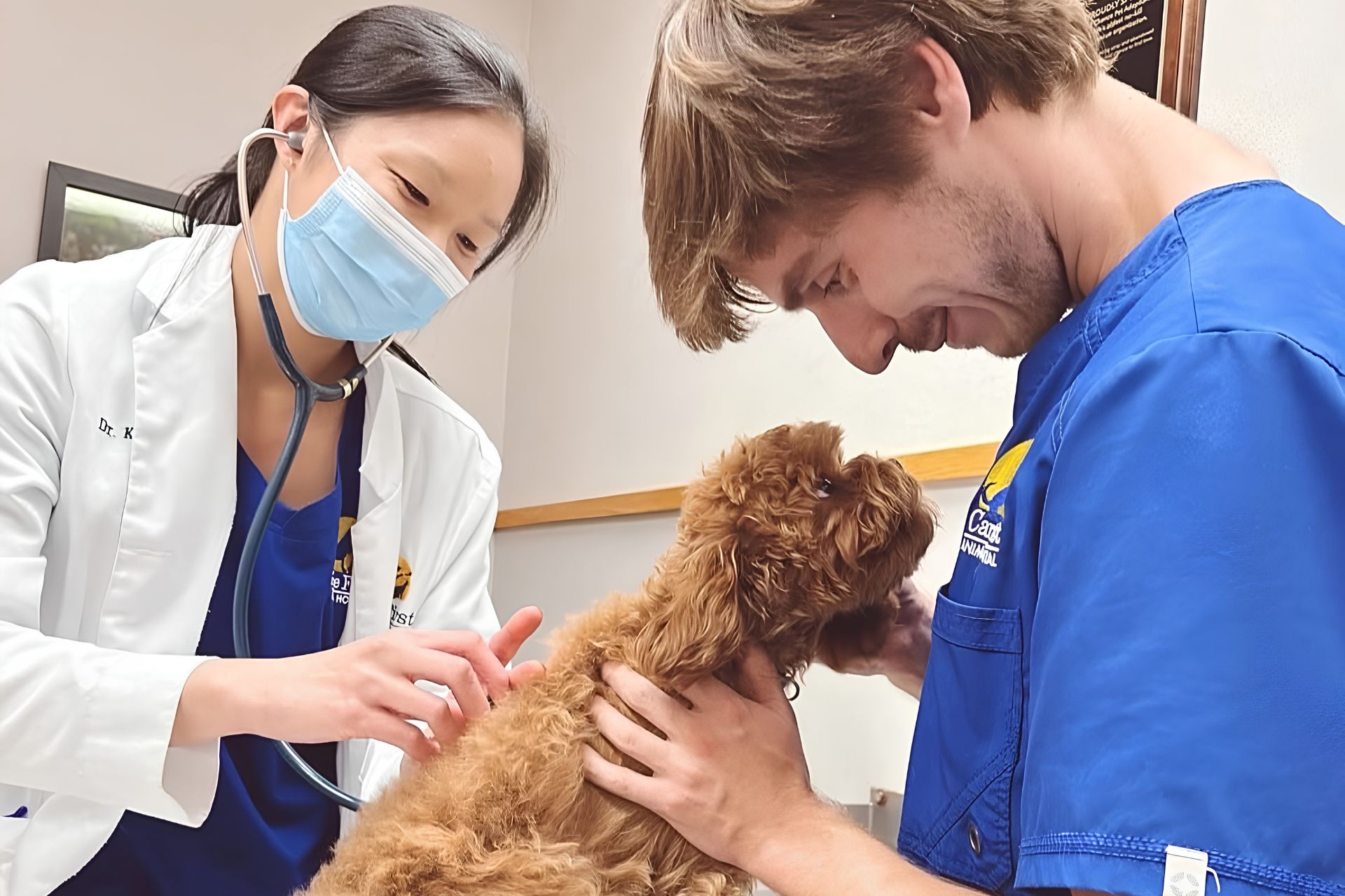 Care First treats a puppy.