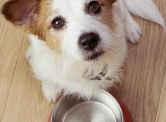 Are By-Products in Pet Food Really That Bad?