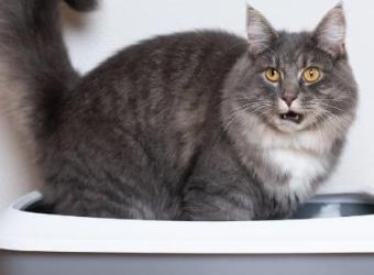 Causes and Cures for Cat Constipation