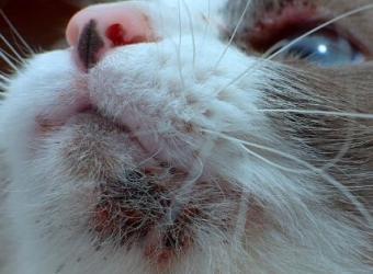 Why Does My Cat Have Chin Acne? Causes and Solutions for Feline Breakouts