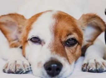 Why Your Pet Needs a Routine