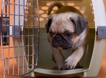 Benefits of Crate Training Your Dog