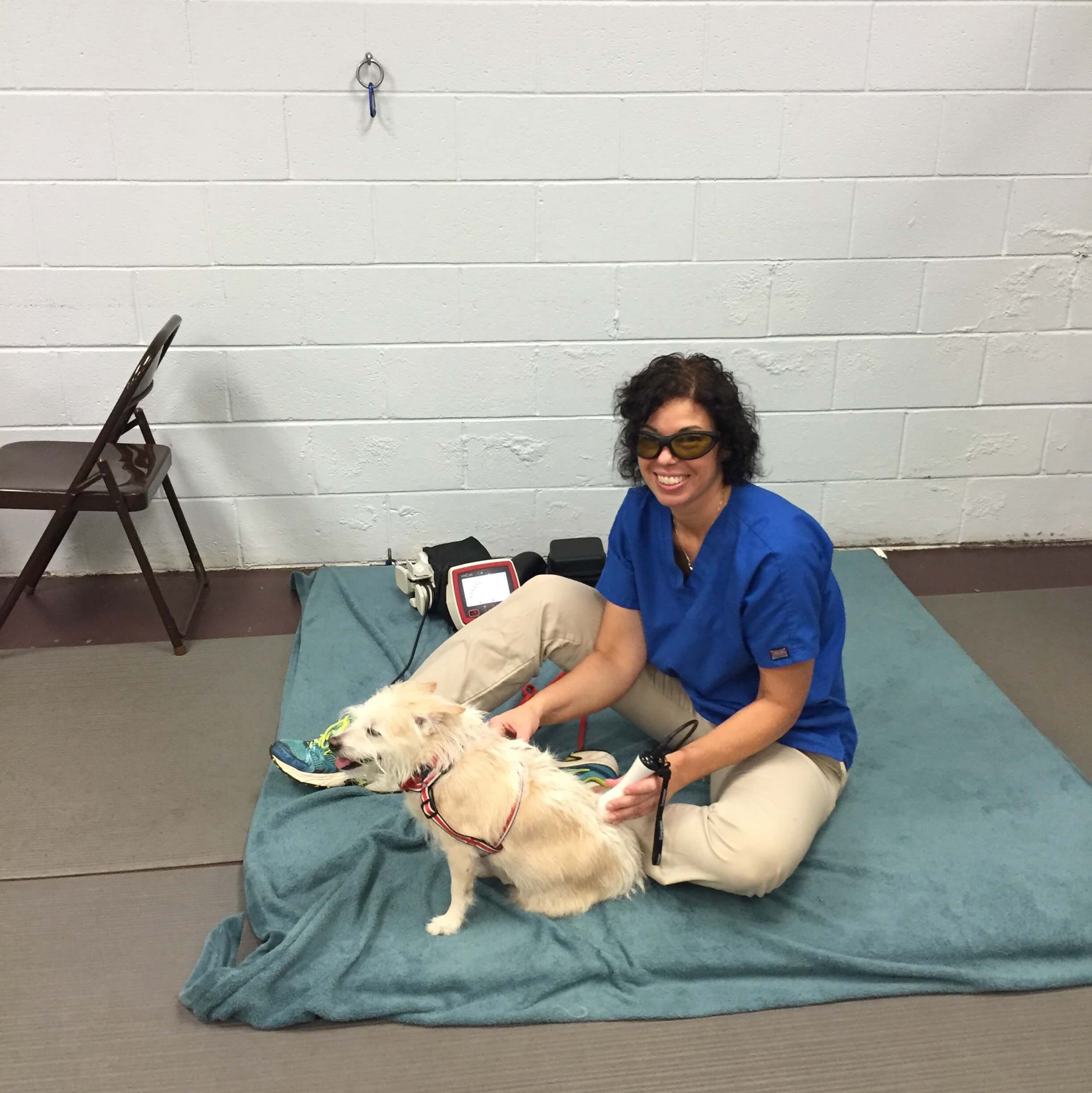 laser therapy_dog_veterinary laser therapy
