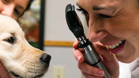 Golden retriever getting his eyes checked