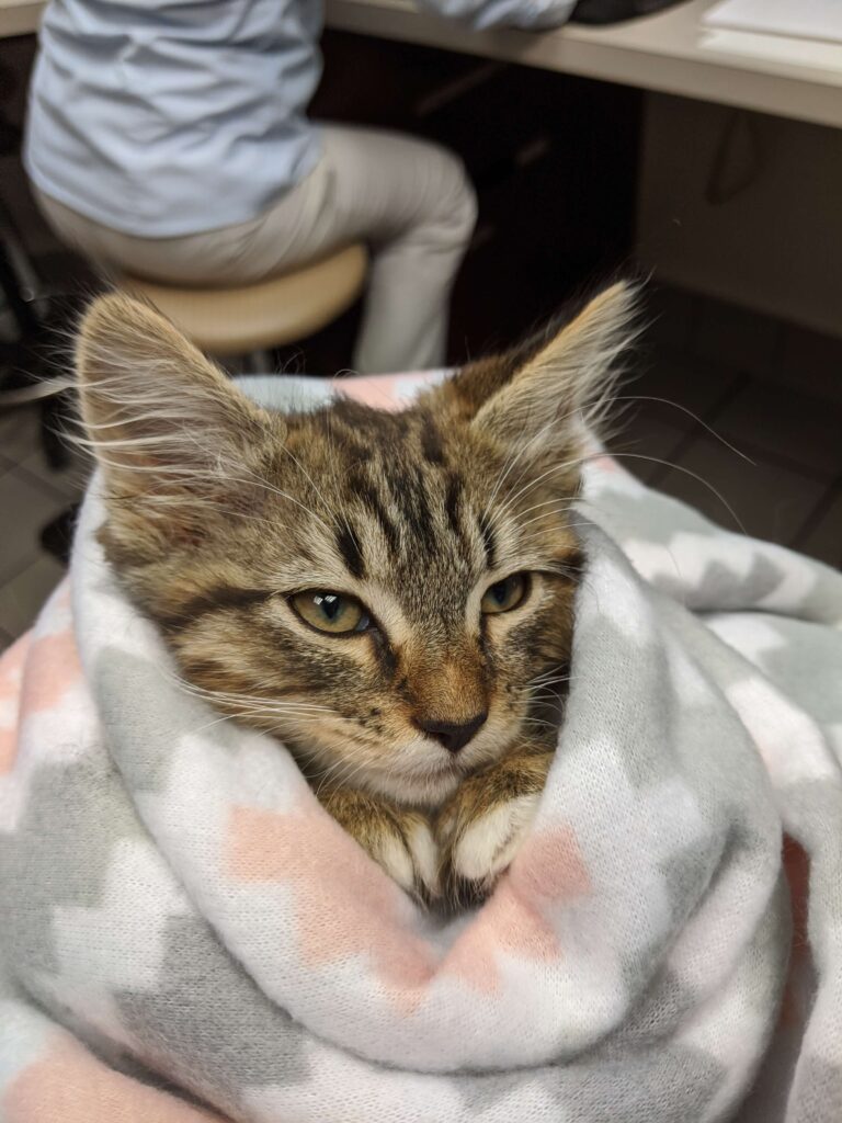 kitten wrapped in blanket