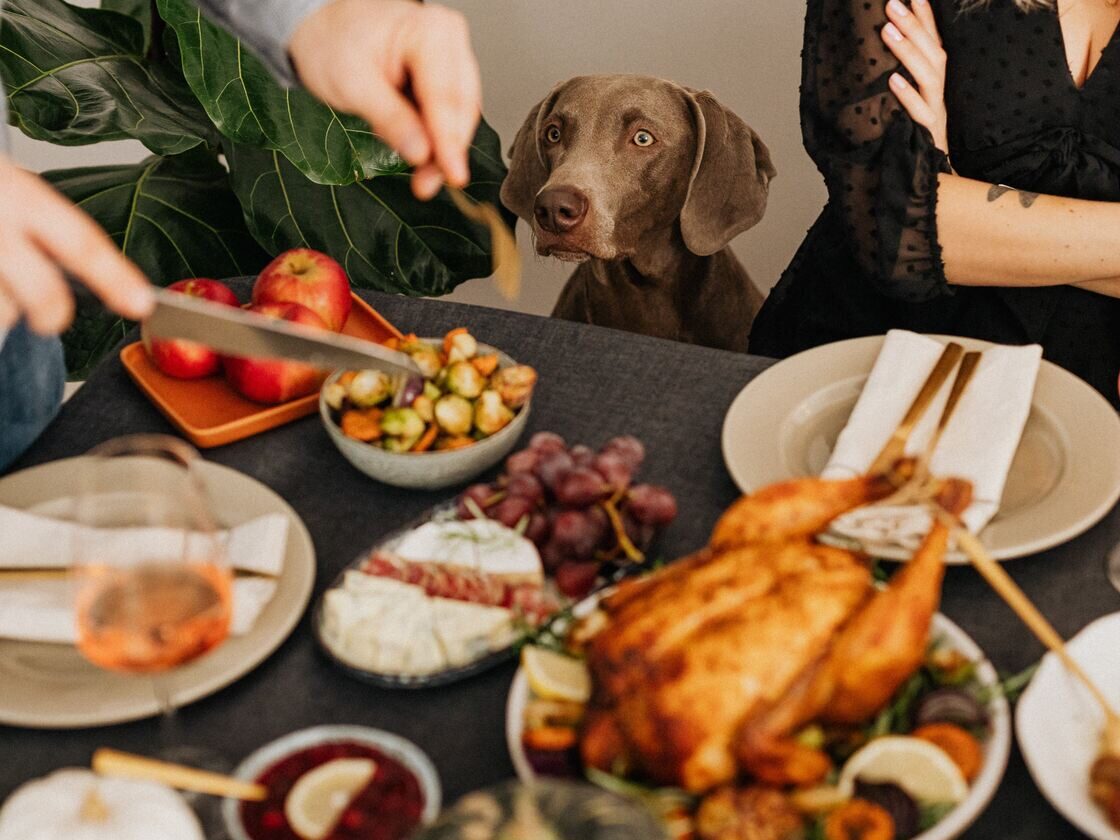 Thanksgiving food on table with dog looking closely